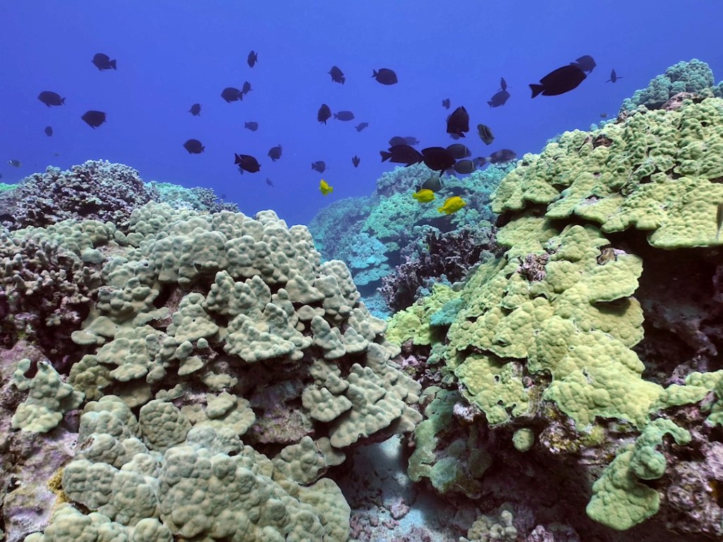 Calitan Island with Commanding Heights