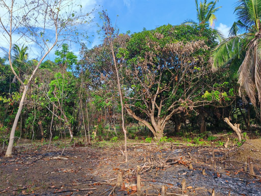 Residential Lot Ready for Development